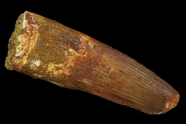 Spinosaurus Tooth - Real Dinosaur Tooth #117884